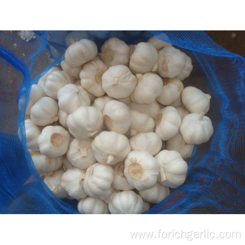 Different Sizes of Jinxiang Pure White Garlic